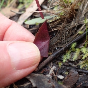 Acianthus exsertus at Acton, ACT - suppressed