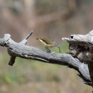 Acanthiza chrysorrhoa at Jerrabomberra, ACT - 16 Jun 2020