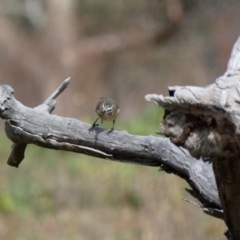 Acanthiza chrysorrhoa at Jerrabomberra, ACT - 16 Jun 2020