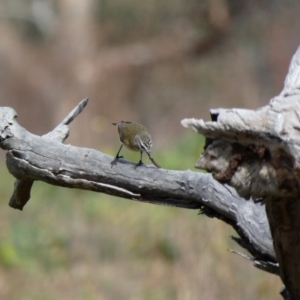 Acanthiza chrysorrhoa at Jerrabomberra, ACT - 16 Jun 2020