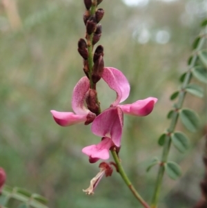 Indigofera adesmiifolia at Cook, ACT - 13 Jun 2020 01:45 PM