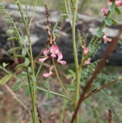 Indigofera adesmiifolia at Cook, ACT - 13 Jun 2020 01:45 PM