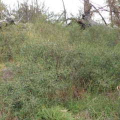 Indigofera adesmiifolia at Cook, ACT - 13 Jun 2020