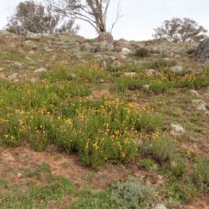 Chrysocephalum apiculatum at Cook, ACT - 13 Jun 2020