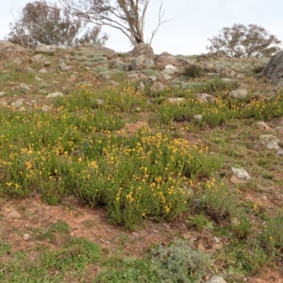 Chrysocephalum apiculatum (Common Everlasting) at Cook, ACT - 13 Jun 2020 by CathB