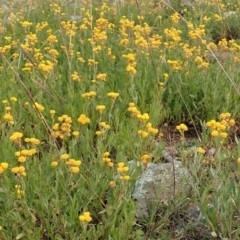 Chrysocephalum apiculatum at Cook, ACT - 13 Jun 2020