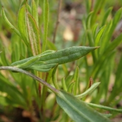 Chrysocephalum apiculatum at Cook, ACT - 13 Jun 2020