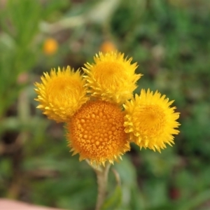 Chrysocephalum apiculatum at Cook, ACT - 13 Jun 2020