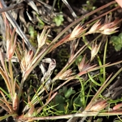 Juncus bufonius at Dunlop, ACT - 10 Jun 2020