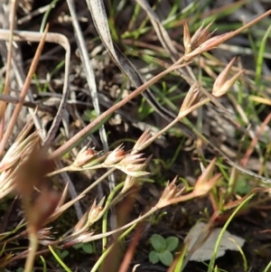 Juncus bufonius at Dunlop, ACT - 10 Jun 2020