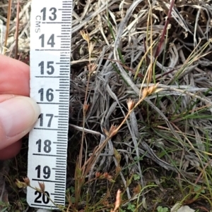 Juncus bufonius at Dunlop, ACT - 10 Jun 2020