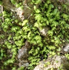 Fissidens sp. at Cook, ACT - 10 Jun 2020 by CathB