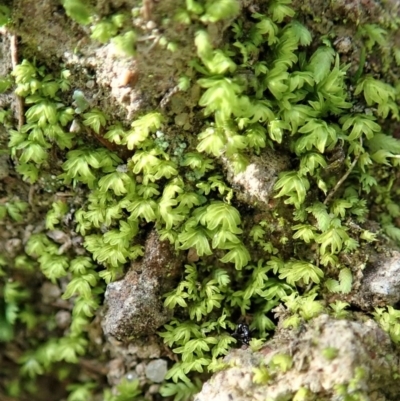 Fissidens sp. at Mount Painter - 10 Jun 2020 by CathB