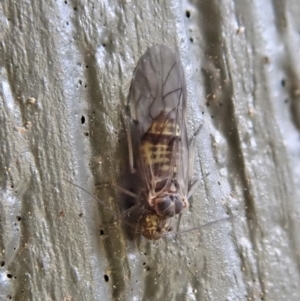 Psocodea 'Psocoptera' sp. (order) at Cook, ACT - 15 Jun 2020 08:44 AM