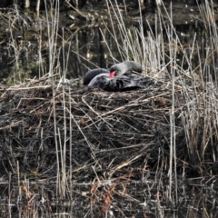 Cygnus atratus (Black Swan) at Kambah, ACT - 7 Jun 2020 by JohnBundock