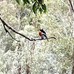 Petroica boodang (Scarlet Robin) at Tuggeranong DC, ACT - 16 Jun 2020 by RAllen