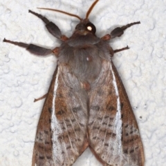 Oxycanus dirempta (Variable Oxycanus) at Ainslie, ACT - 14 Jun 2020 by jb2602