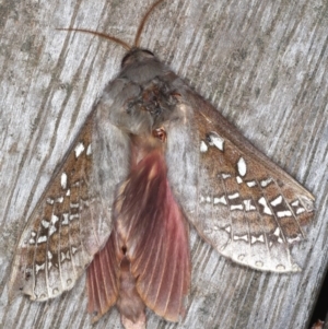 Oxycanus dirempta at Ainslie, ACT - 14 Jun 2020 11:52 PM