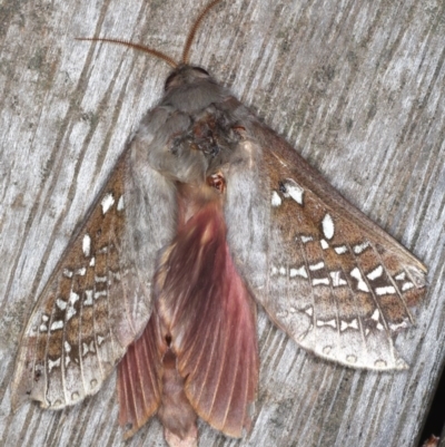 Oxycanus dirempta (Variable Oxycanus) at Ainslie, ACT - 14 Jun 2020 by jb2602