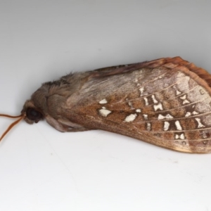 Oxycanus dirempta at Ainslie, ACT - 14 Jun 2020 11:52 PM