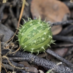 Cucumis myriocarpus (Prickly Paddy Melon) at Holt, ACT - 16 Jun 2020 by AlisonMilton