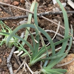 Lomandra filiformis subsp. coriacea (Wattle Matrush) at Mount Ainslie to Black Mountain - 13 Jun 2020 by JanetRussell