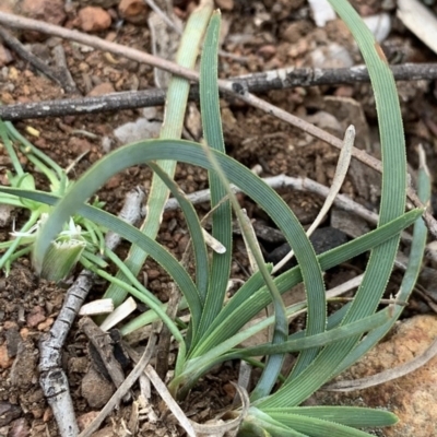 Lomandra filiformis subsp. coriacea (Wattle Matrush) at Mount Ainslie to Black Mountain - 13 Jun 2020 by JanetRussell