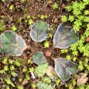 Riccia cartilaginosa at Campbell, ACT - 13 Jun 2020