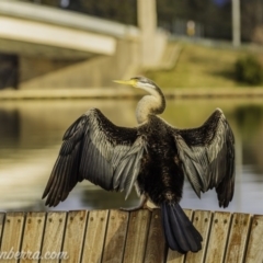 Anhinga novaehollandiae (Australasian Darter) at City Renewal Authority Area - 12 Jun 2020 by BIrdsinCanberra