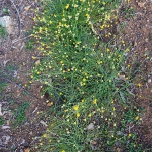 Calotis lappulacea at Deakin, ACT - 9 Jun 2020