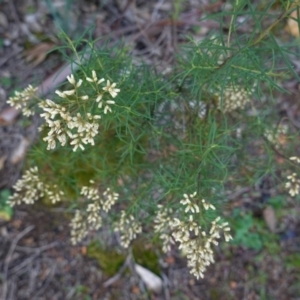 Cassinia quinquefaria at Deakin, ACT - 9 Jun 2020