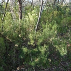 Cassinia quinquefaria at Deakin, ACT - 9 Jun 2020