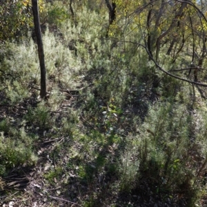 Cassinia quinquefaria at Deakin, ACT - 9 Jun 2020