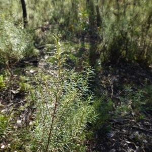 Cassinia quinquefaria at Deakin, ACT - 9 Jun 2020