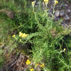 Chrysocephalum semipapposum (Clustered Everlasting) at Deakin, ACT - 9 Jun 2020 by JackyF