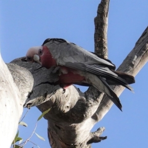 Eolophus roseicapilla at Deakin, ACT - 9 Jun 2020