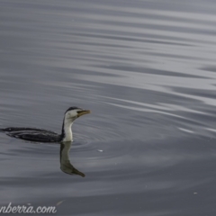 Microcarbo melanoleucos (Little Pied Cormorant) at Lake Burley Griffin West - 12 Jun 2020 by BIrdsinCanberra