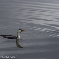 Microcarbo melanoleucos (Little Pied Cormorant) at Parkes, ACT - 12 Jun 2020 by BIrdsinCanberra