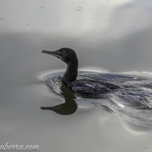 Phalacrocorax sulcirostris at Lake Burley Griffin West - 12 Jun 2020 03:09 PM