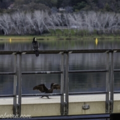 Phalacrocorax sulcirostris at Lake Burley Griffin West - 12 Jun 2020 03:09 PM