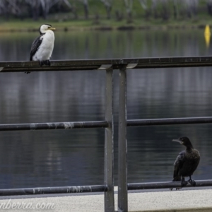 Phalacrocorax sulcirostris at Lake Burley Griffin West - 12 Jun 2020 03:09 PM