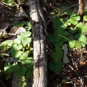 Hydrocotyle laxiflora at Deakin, ACT - 9 Jun 2020