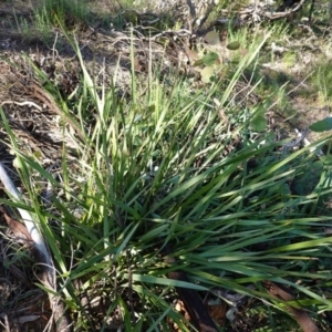 Dianella revoluta var. revoluta at Deakin, ACT - 9 Jun 2020