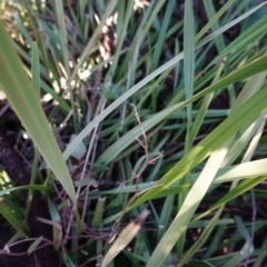 Dianella revoluta var. revoluta at Deakin, ACT - 9 Jun 2020