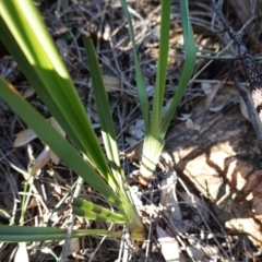 Dianella revoluta var. revoluta at Deakin, ACT - 9 Jun 2020 03:22 PM