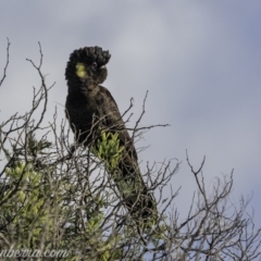 Zanda funerea (Yellow-tailed Black-Cockatoo) at Paddys River, ACT - 14 Jun 2020 by BIrdsinCanberra