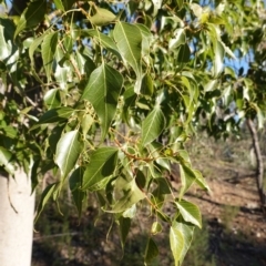 Brachychiton populneus subsp. populneus at Deakin, ACT - 9 Jun 2020