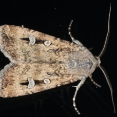 Agrotis infusa (Bogong Moth, Common Cutworm) at Ainslie, ACT - 10 Jun 2020 by jbromilow50