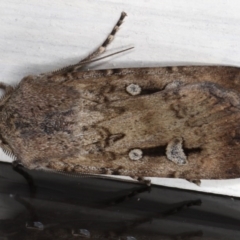 Agrotis infusa at Ainslie, ACT - 10 Jun 2020 06:25 PM