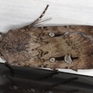 Agrotis infusa at Ainslie, ACT - 10 Jun 2020 06:25 PM